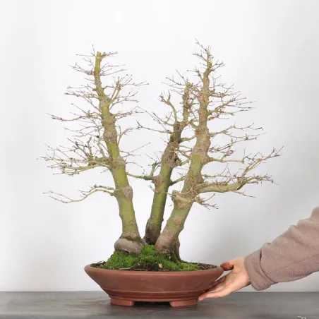 image supplémentaire - FORÊT ERABLE DU JAPON "ACER...