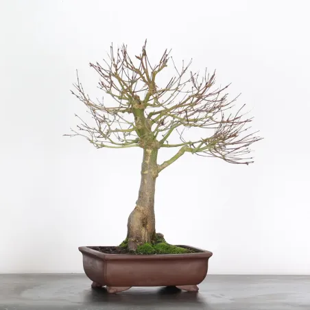 Bonsai Erable Palmatum Seiryu ASE-1-1