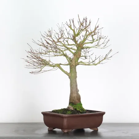 image supplémentaire - ÉRABLE "ACER SEIRYU" 1-1