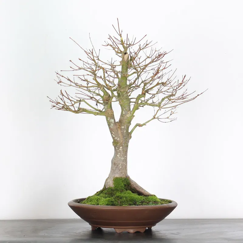 Maple Bonsai Palmatum Seiryu ASE-1-2