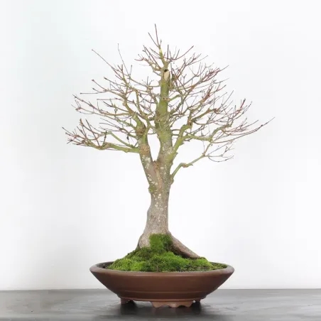 Bonsai Erable Palmatum Seiryu ASE-1-2