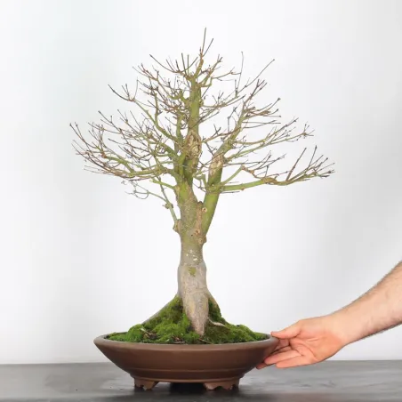 image supplémentaire - ÉRABLE "ACER SEIRYU" 1-2