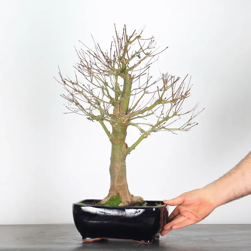 image supplémentaire - ÉRABLE "ACER SEIRYU" 1-3