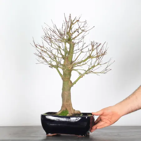 image supplémentaire - ÉRABLE "ACER SEIRYU" 1-3