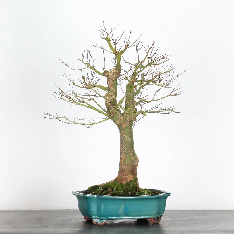 Bonsai Erable Palmatum Seiryu ASE-1-4