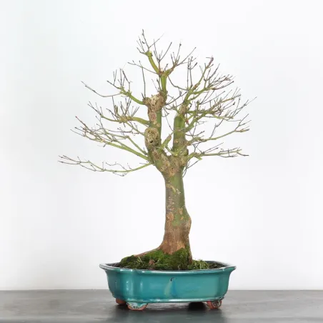 Bonsai Erable Palmatum Seiryu ASE-1-4