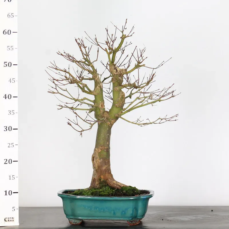 image supplémentaire - ÉRABLE "ACER SEIRYU" 1-4