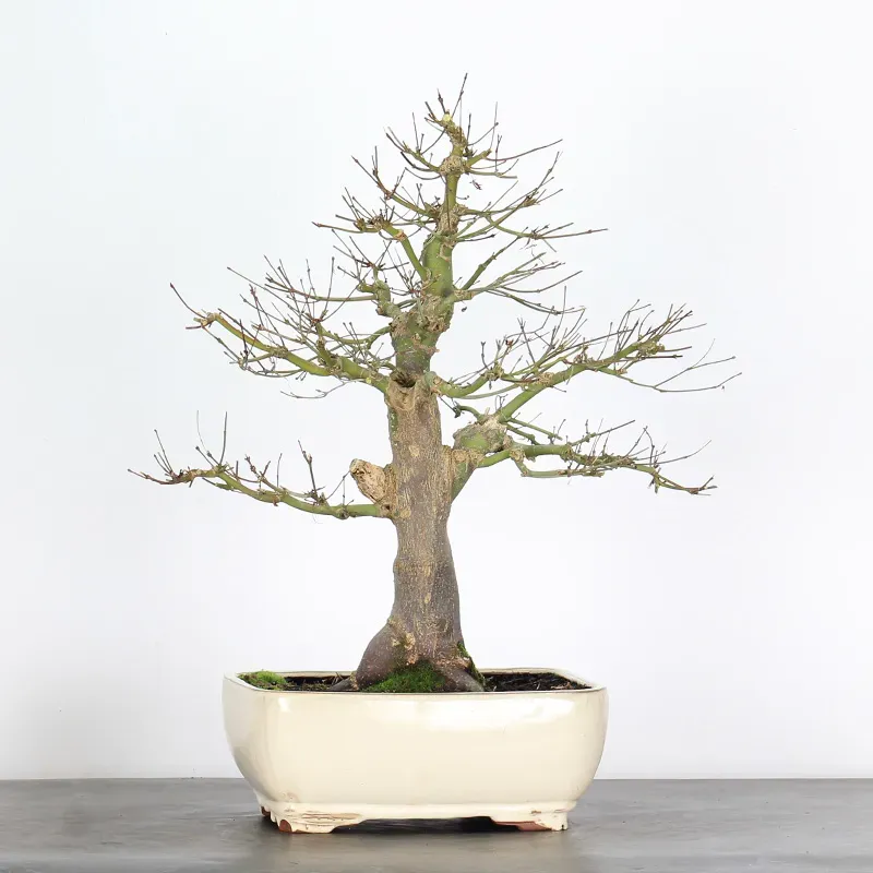 Bonsaï érable du japon "acer palmatum seiryu" 1-5