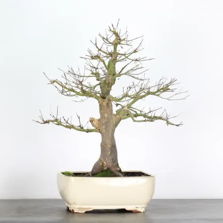 Bonsaï érable du japon "acer palmatum seiryu" 1-5