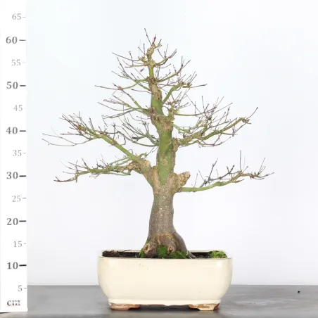 image supplémentaire - ACER SEIRYU 1-5