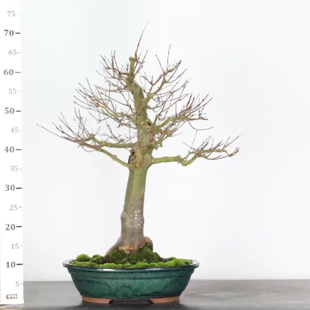 image supplémentaire - ACER SEIRYU 1-6