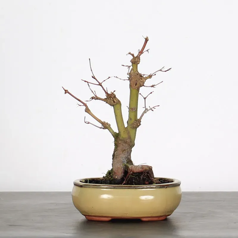 image supplémentaire - ACER PALMATUM SHOHIN 1-4