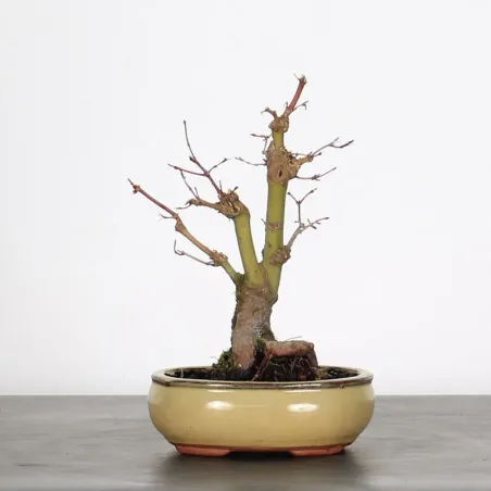 image supplémentaire - ÉRABLE DU JAPON "ACER...