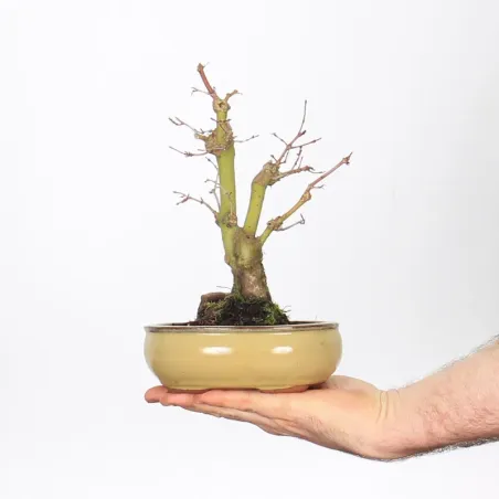 Bonsai Erable Palmatum APS-1-4