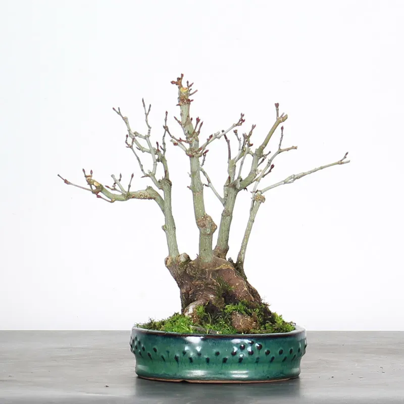 image supplémentaire - ACER PALMATUM SHOHIN 1-9