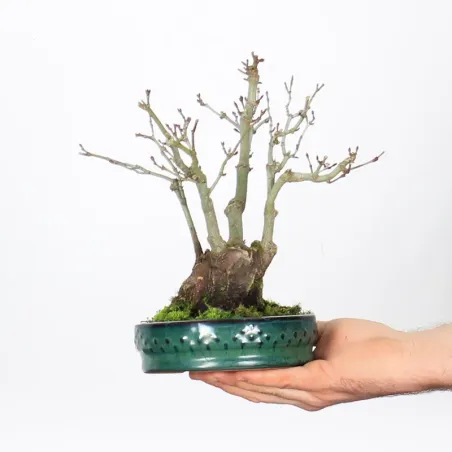 Bonsai Erable Palmatum Shohin APS-1-9