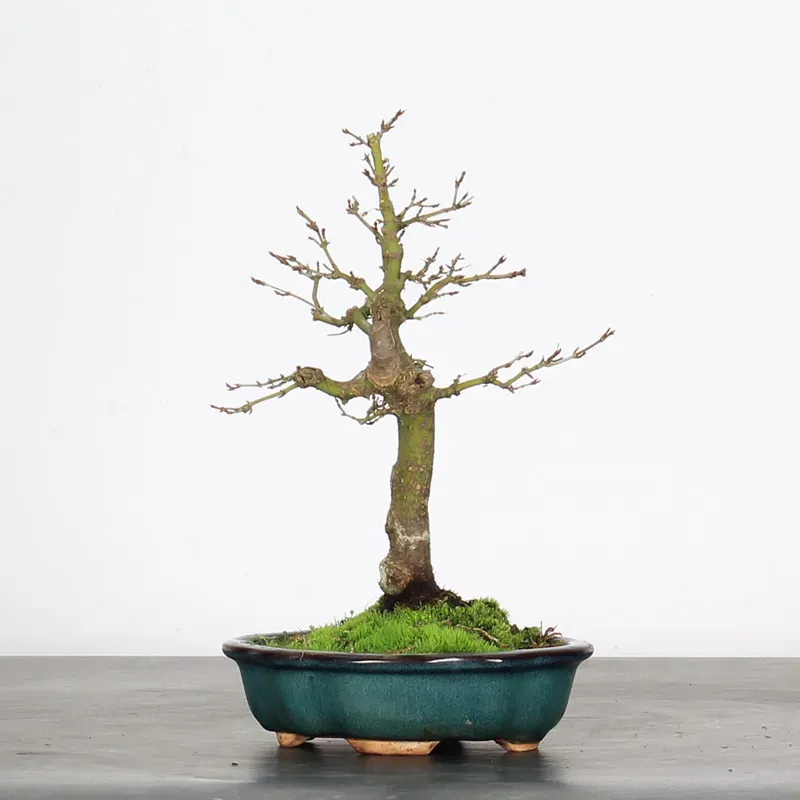 image supplémentaire - ÉRABLE DU JAPON "ACER...