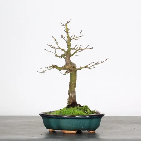 image supplémentaire - ACER PALMATUM SHOHIN 1-10