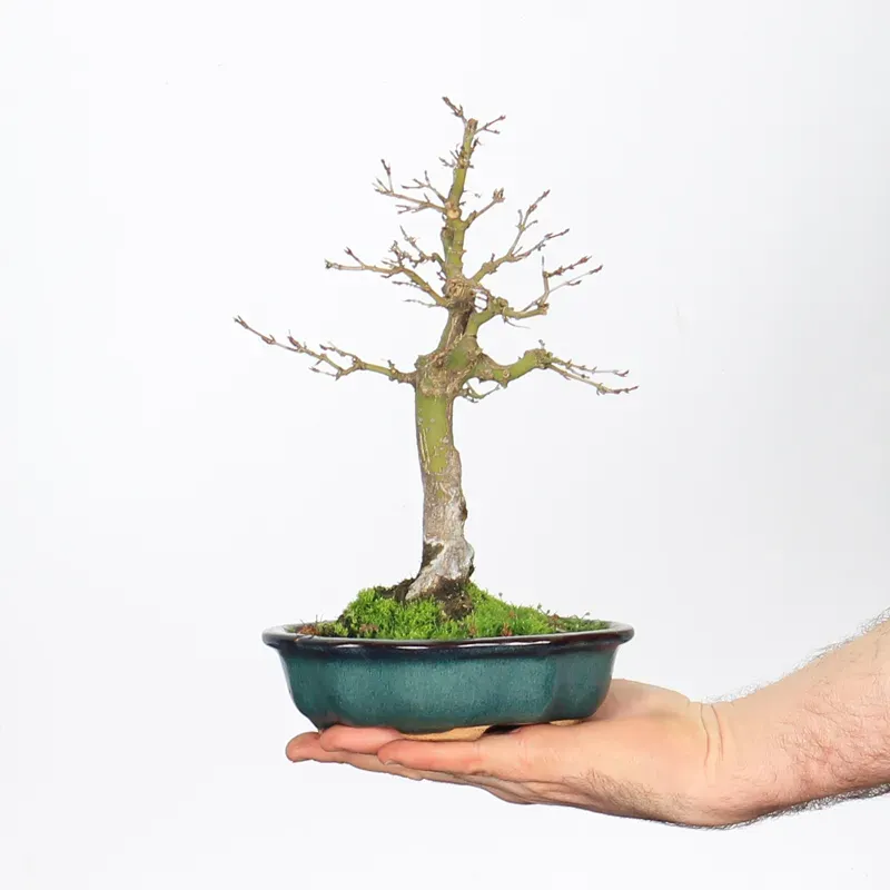 Bonsai Erable Palmatum APS-1-10