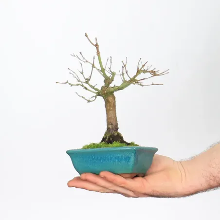 ÉRABLE DU JAPON "ACER PALMATUM SHOHIN" 1-11