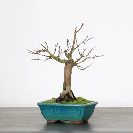 image supplémentaire - ÉRABLE DU JAPON "ACER...