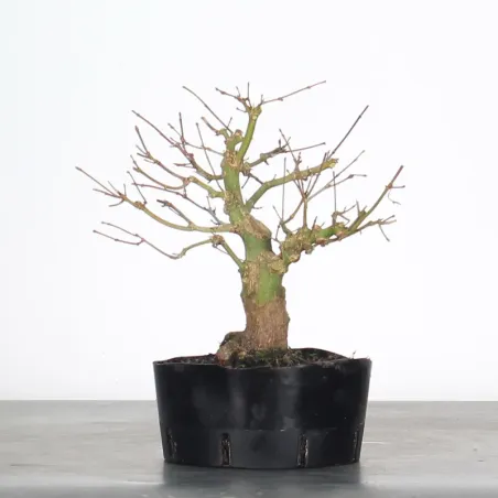 image supplémentaire - ÉRABLE DU JAPON "ACER...