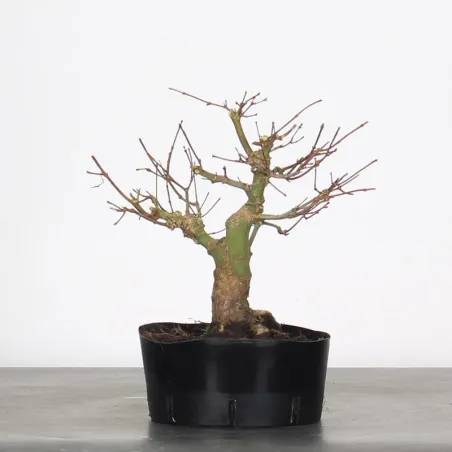 Bonsai Erable Palmatum Shohin APS-1-12