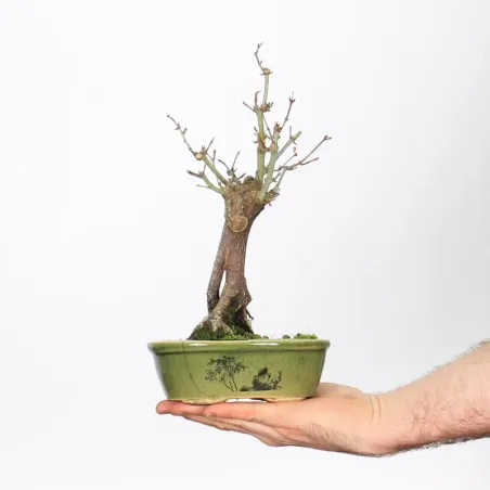 ACER PALMATUM SHOHIN 1-13