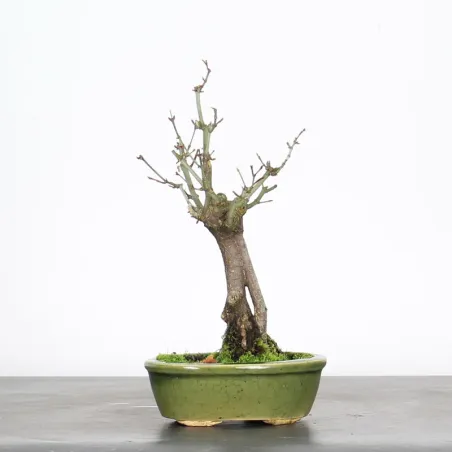 image supplémentaire - ACER PALMATUM SHOHIN 1-13