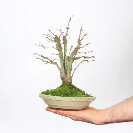 Bonsai Erable Palmatum APS-1-15