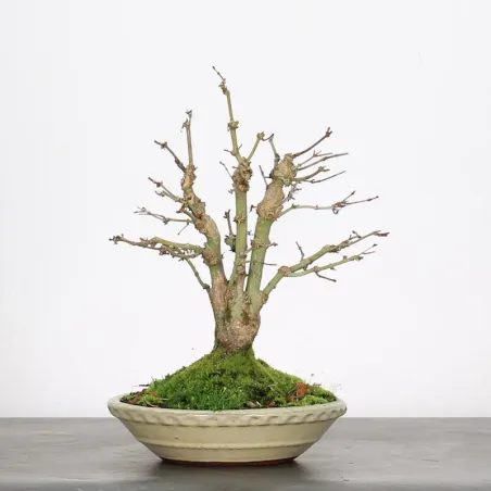 image supplémentaire - ÉRABLE DU JAPON "ACER...