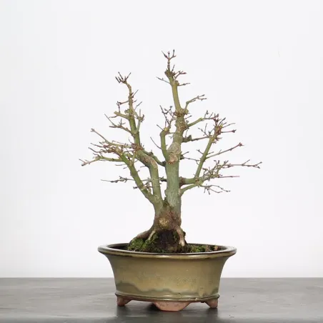 image supplémentaire - ÉRABLE DU JAPON "ACER...