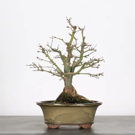 ÉRABLE DU JAPON "ACER PALMATUM SHOHIN" 1-16