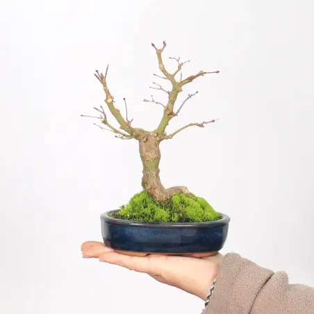 Bonsai Erable Palmatum Shohin APS-2-1