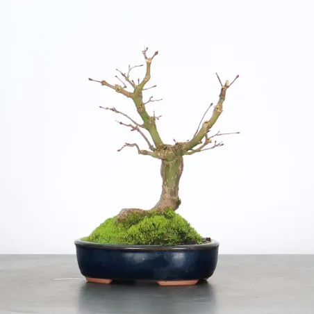 image supplémentaire - ACER PALMATUM SHOHIN 2-1