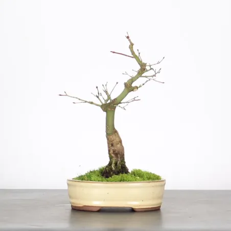 image supplémentaire - ACER PALMATUM SHOHIN 2-2