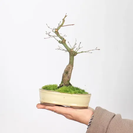 Bonsai Erable Palmatum APS-2-2