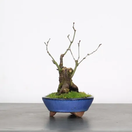 image supplémentaire - ACER PALMATUM SHOHIN 2-4