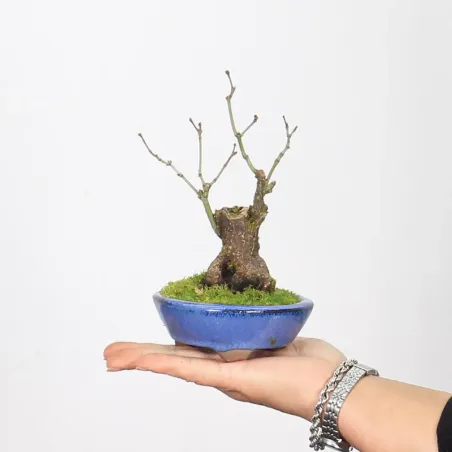 Bonsai Erable Palmatum APS-2-4