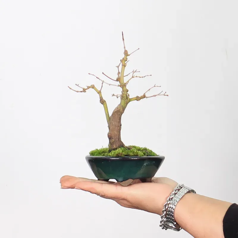 Palmatum Maple Bonsai APS-2-5
