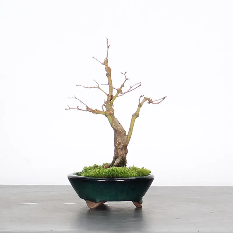 image supplémentaire - ACER PALMATUM SHOHIN 2-5