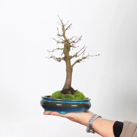 Palmatum Maple Bonsai APS-2-7