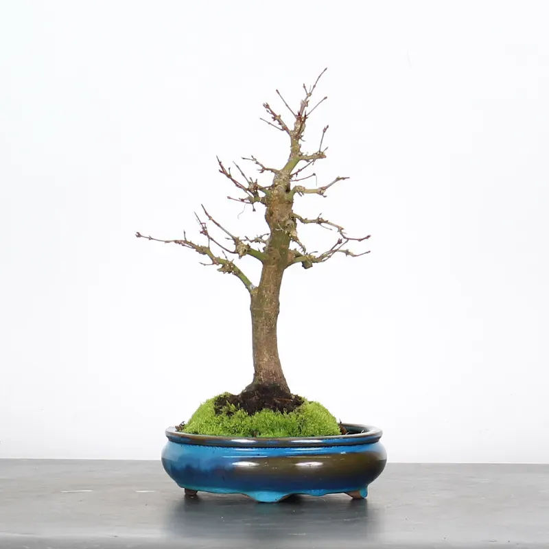 image supplémentaire - ÉRABLE DU JAPON "ACER...