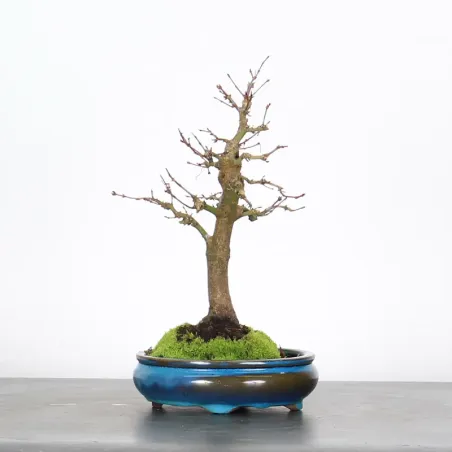 image supplémentaire - ACER PALMATUM SHOHIN 2-7