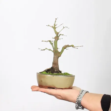 Palmatum Maple Bonsai APS-2-9