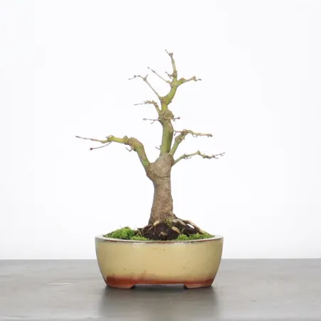 image supplémentaire - Érable du japon "ACER...