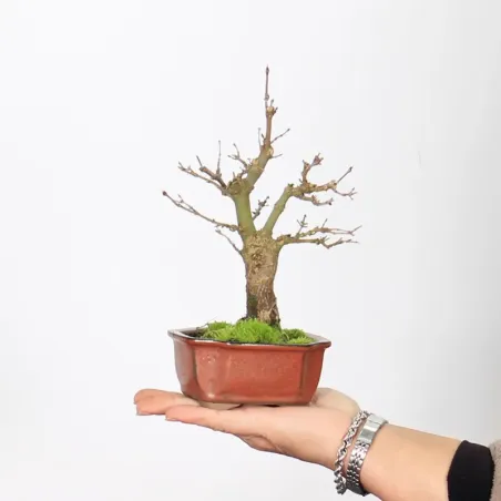 Palmatum Maple Bonsai APS-2-10