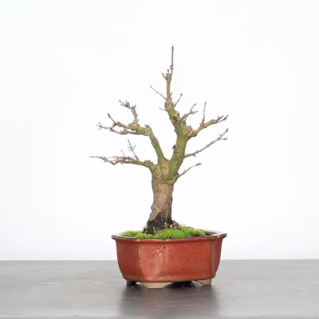 image supplémentaire - ÉRABLE DU JAPON "ACER...