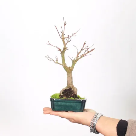 Bonsai Erable Palmatum APS-2-11