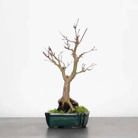 image supplémentaire - Érable du japon "ACER...